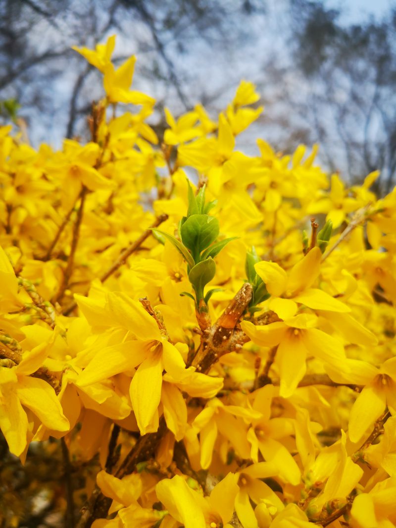迎春花-图片来源编辑网